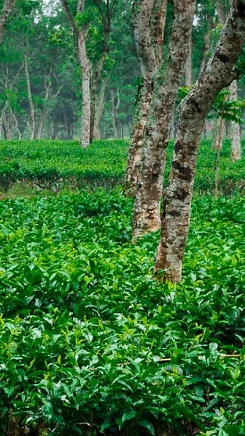 Sylhet